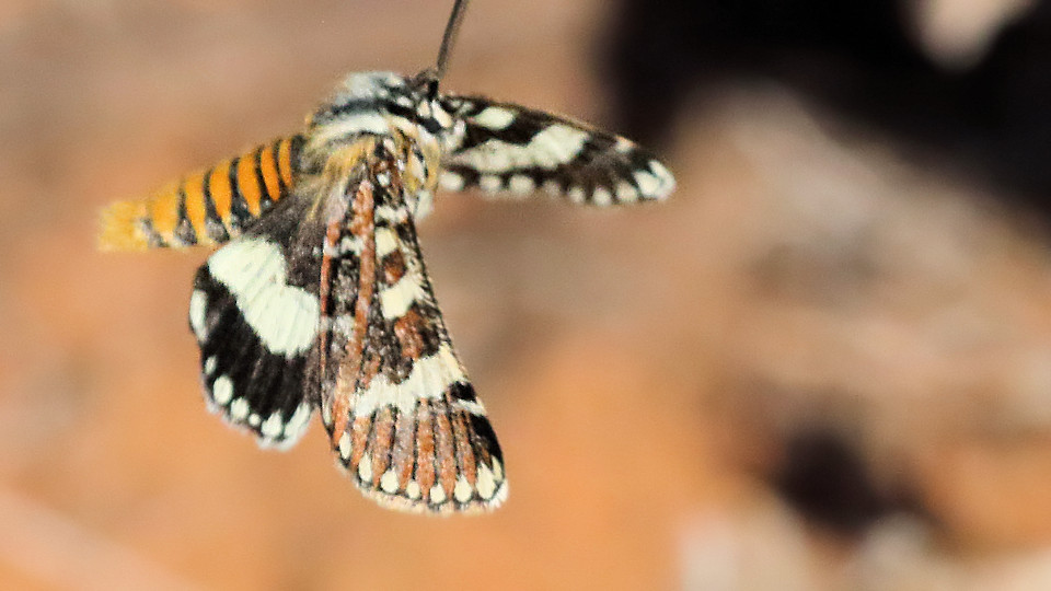 Pasture Day Moth (Apina callisto) (Apina callisto)